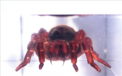 Насекомые и их знакомые 2010 График Выхода и обсуждение