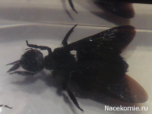 Насекомые и их знакомые 2010 График Выхода и обсуждение