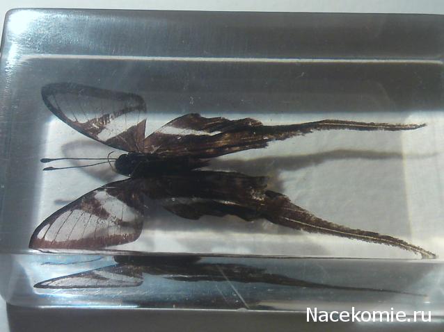 Насекомые и их знакомые 2010 График Выхода и обсуждение