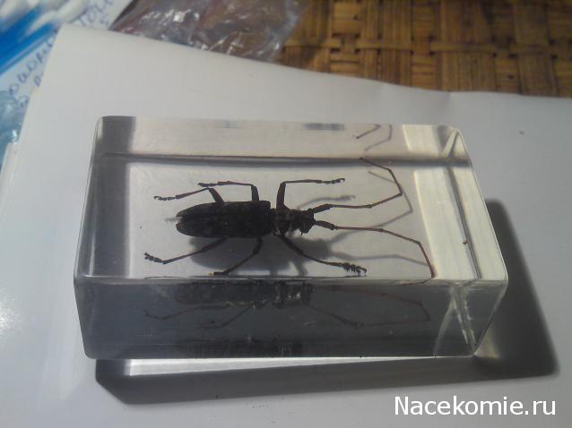 Насекомые и их знакомые 2010 График Выхода и обсуждение