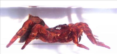 Насекомые и их знакомые 2010 График Выхода и обсуждение