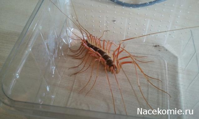 Насекомые и их знакомые 2010 График Выхода и обсуждение