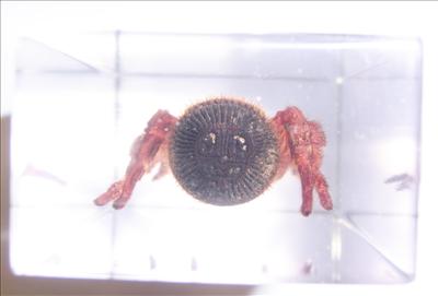 Насекомые и их знакомые 2010 График Выхода и обсуждение