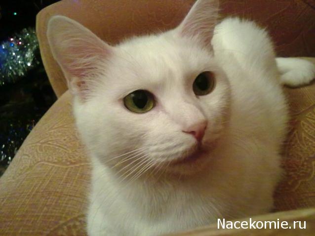 Фото кошек)))))