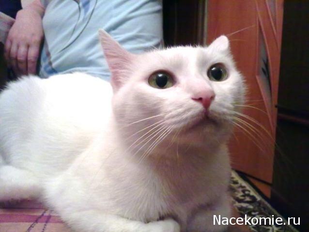 Фото кошек)))))