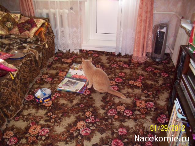 Фото кошек)))))