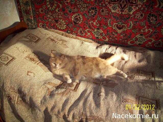 Фото кошек)))))