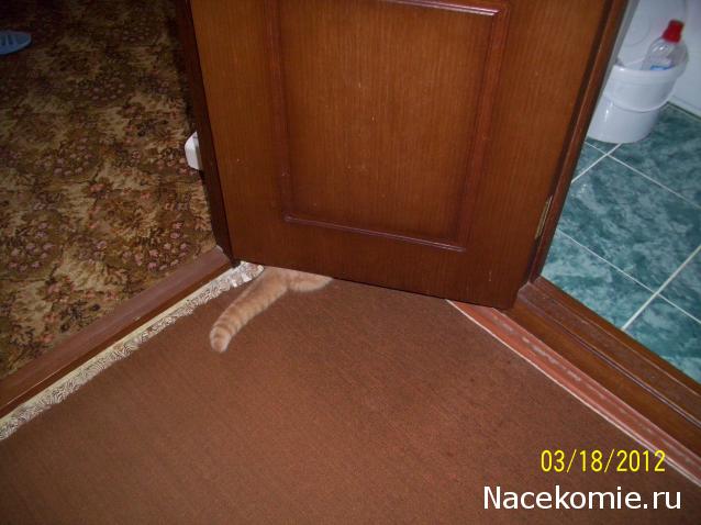 Фото кошек)))))