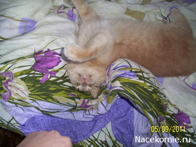 Фото кошек)))))