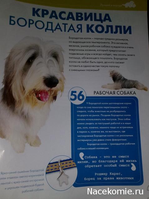 The Dog Collection №56 Бородатый Колли