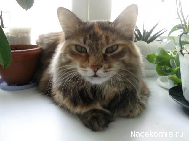 Фото кошек)))))