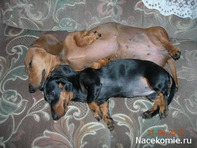 Дом Мечты. Болталка 2 или... будем знакомы