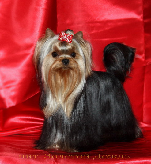 Дом Мечты. Болталка 2 или... будем знакомы