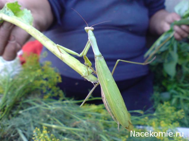 Фото насекомых (не из журнала)
