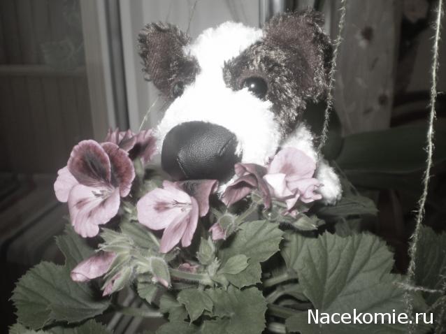 The Dog Collection №39 Папильон