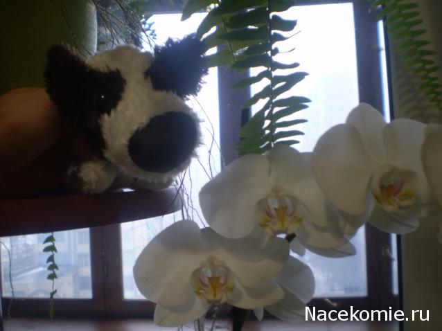 The Dog Collection №39 Папильон