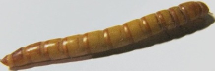 Насекомые и их знакомые 2010 График Выхода и обсуждение