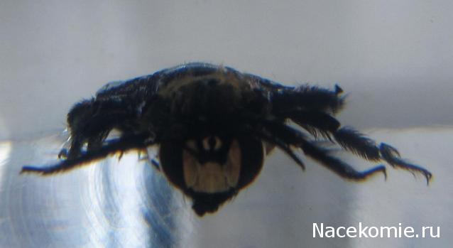 Насекомые №56 Пчела-плотник (Xylocopa)