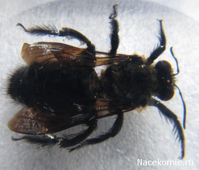 Насекомые №56 Пчела-плотник (Xylocopa)