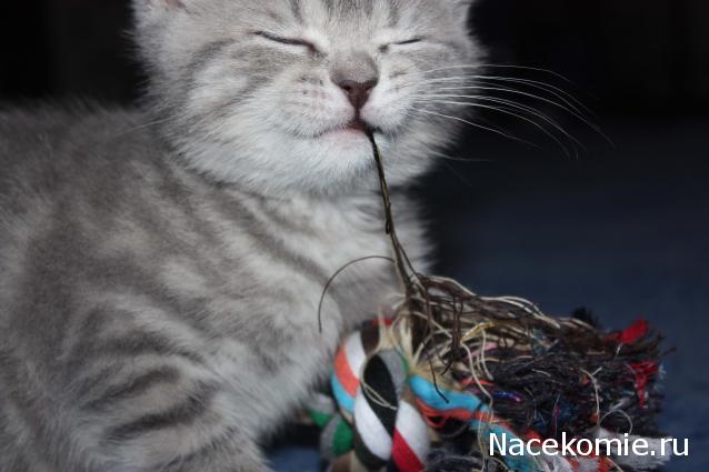 Фото кошек)))))