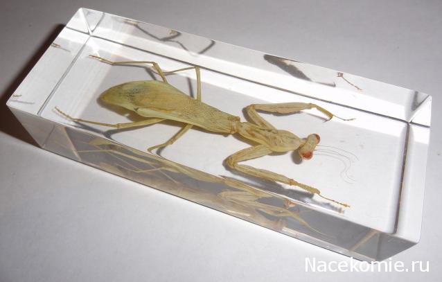 Насекомые №57 Обыкновенный богомол (Mantis religiosa)