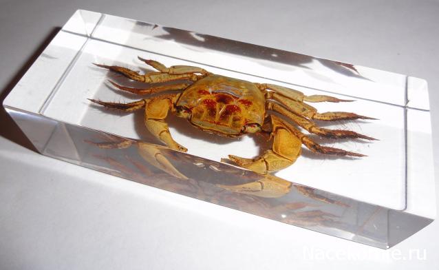 Обитатели подводного мира - ДеАгостини - тест