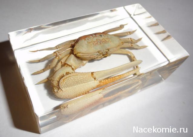 Обитатели подводного мира - ДеАгостини - тест