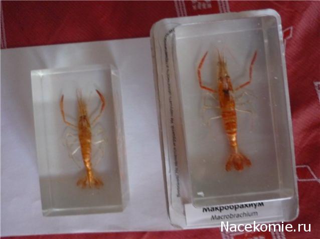 Обитатели подводного мира - ДеАгостини - тест