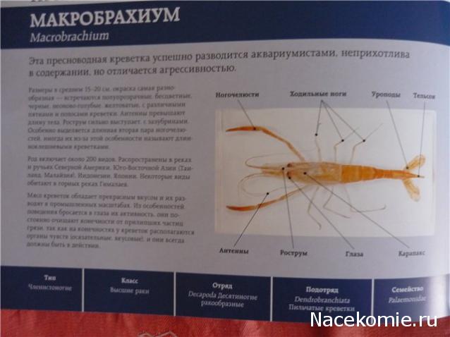 Обитатели подводного мира - ДеАгостини - тест