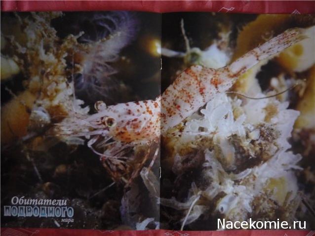 Обитатели подводного мира - ДеАгостини - тест