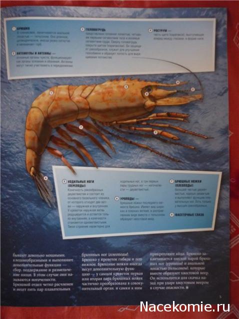 Обитатели подводного мира - ДеАгостини - тест