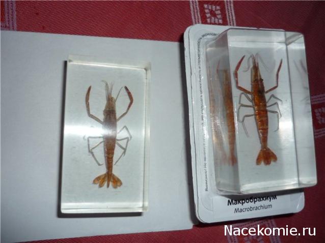 Обитатели подводного мира - ДеАгостини - тест