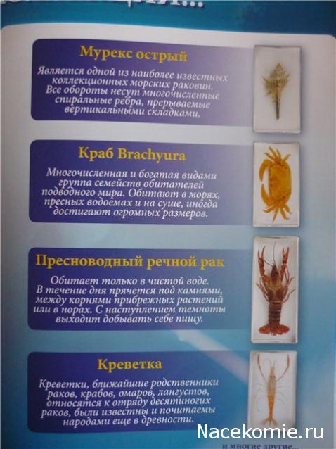 Обитатели подводного мира - ДеАгостини - тест