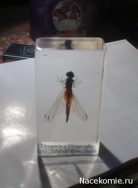 Насекомые и их знакомые 2010 График Выхода и обсуждение