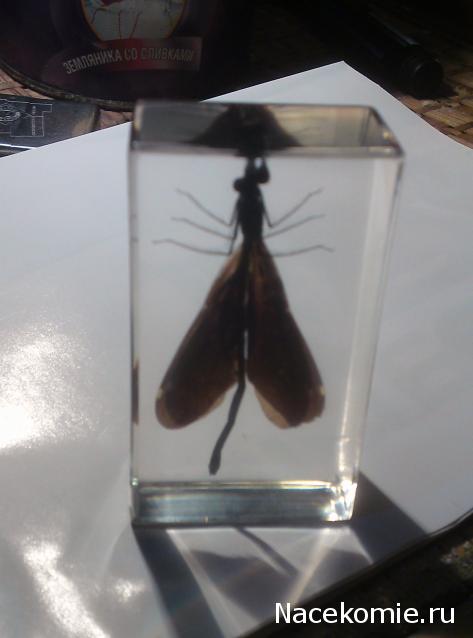 Насекомые и их знакомые 2010 График Выхода и обсуждение