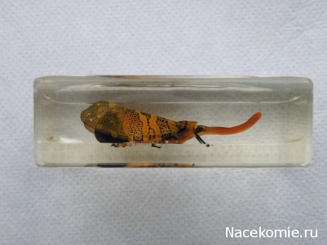 Насекомые и их знакомые 2010 График Выхода и обсуждение