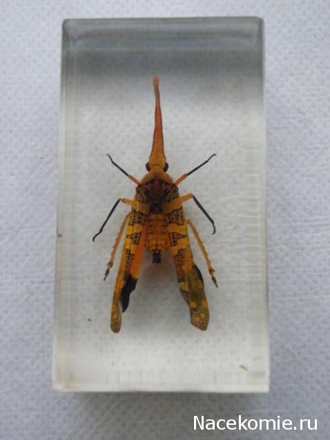 Насекомые и их знакомые 2010 График Выхода и обсуждение