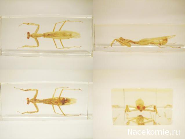 Насекомые №57 Обыкновенный богомол (Mantis religiosa)