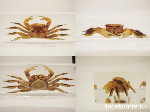 Обитатели подводного мира - ДеАгостини - тест