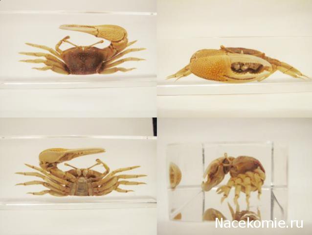 Обитатели подводного мира - ДеАгостини - тест