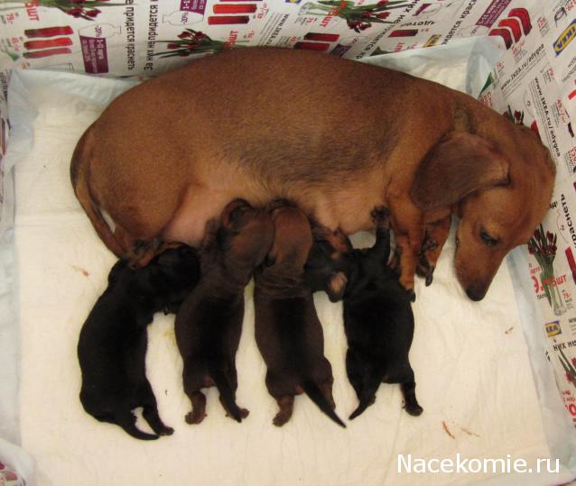 Дом Мечты. Болталка или... погрызем семечки