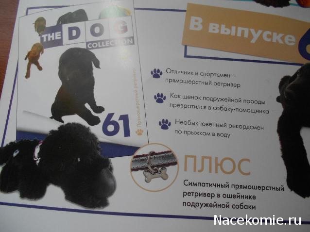 The Dog Collection №59 Японский хин