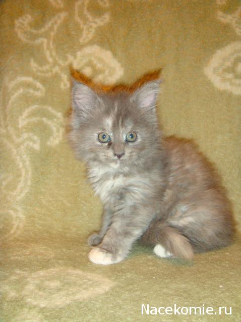 Фото кошек)))))