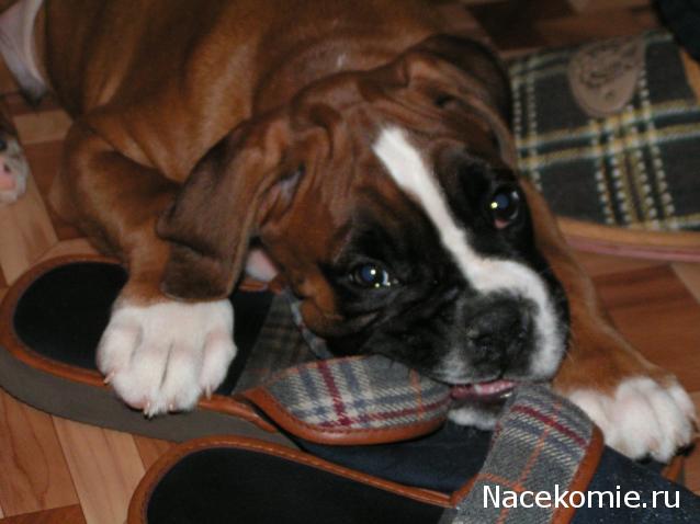 Дом Мечты. Болталка 2 или... будем знакомы