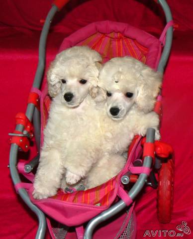 Дом Мечты. Болталка или... погрызем семечки