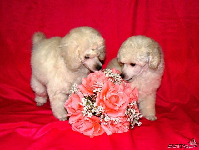 Дом Мечты. Болталка или... погрызем семечки