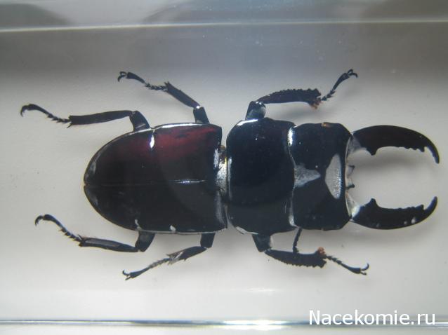 Насекомые №33 Доркус-Титан (Dorcus titanus) фото, обсуждение