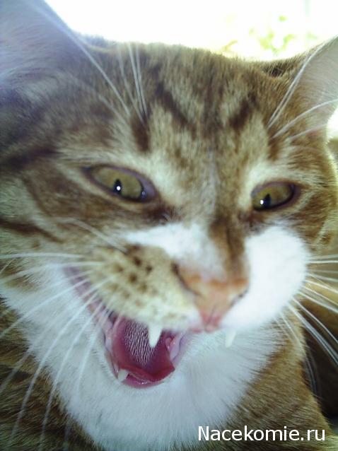 Дом Мечты. Болталка или... погрызем семечки