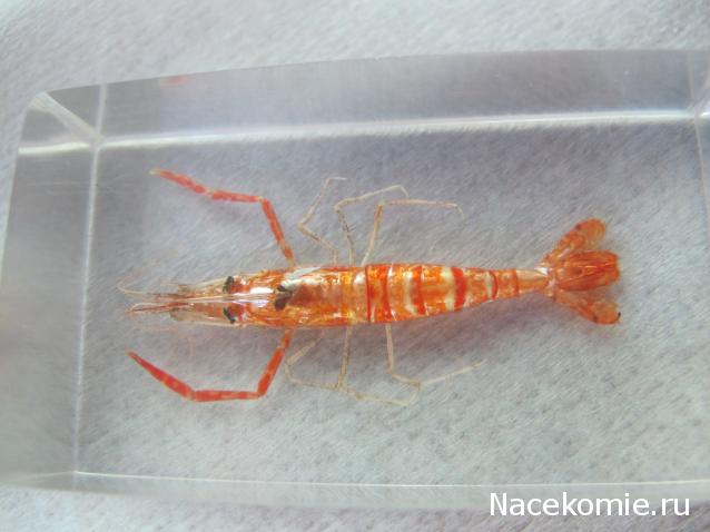 Обитатели подводного мира - ДеАгостини - тест