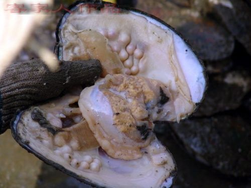 Энергия камней № 67 Культивированный жемчуг (окатанный камень) фото, обсуждение